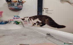 Mixed Breed cats for sale: Noah and Tigs 2 male cats mixed breed moggys - Image 7