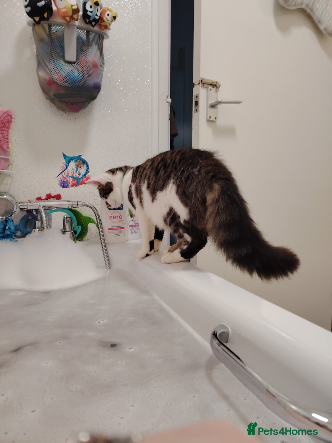 Mixed Breed cats for sale: Noah and Tigs 2 male cats mixed breed moggys - Image 7