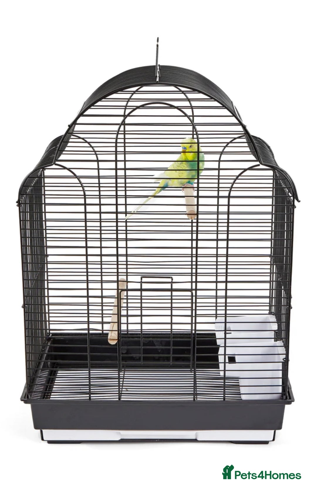 Budgerigars birds for sale: Budgies for sale, cages available, in good health - Advert 21