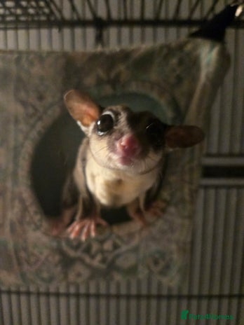 Sugar Glider rodents - Advert 14