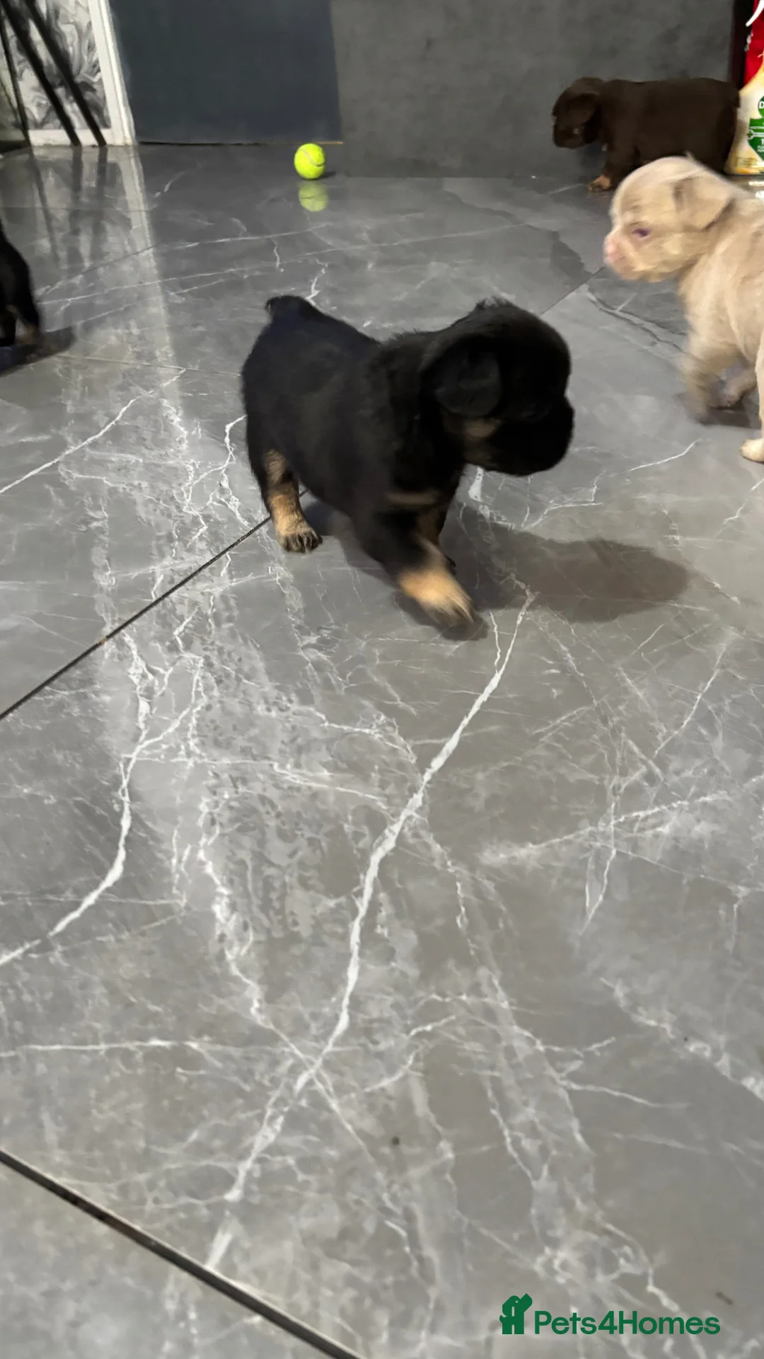 French Bulldog dogs for sale: 💥 READY SOON 💥 7 fluffy frenchies  - Advert 2