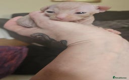 Sphynx cats for sale: Rare red tabby sphynx  - Image 18