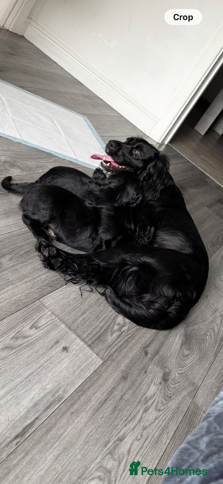 English Springer Spaniel dogs MISS LOTTIE - Advert 1