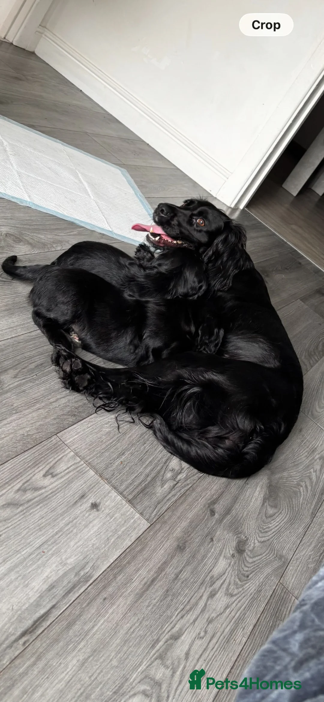 English Springer Spaniel dogs for sale: MISS LOTTIE in Leigh - Advert 1