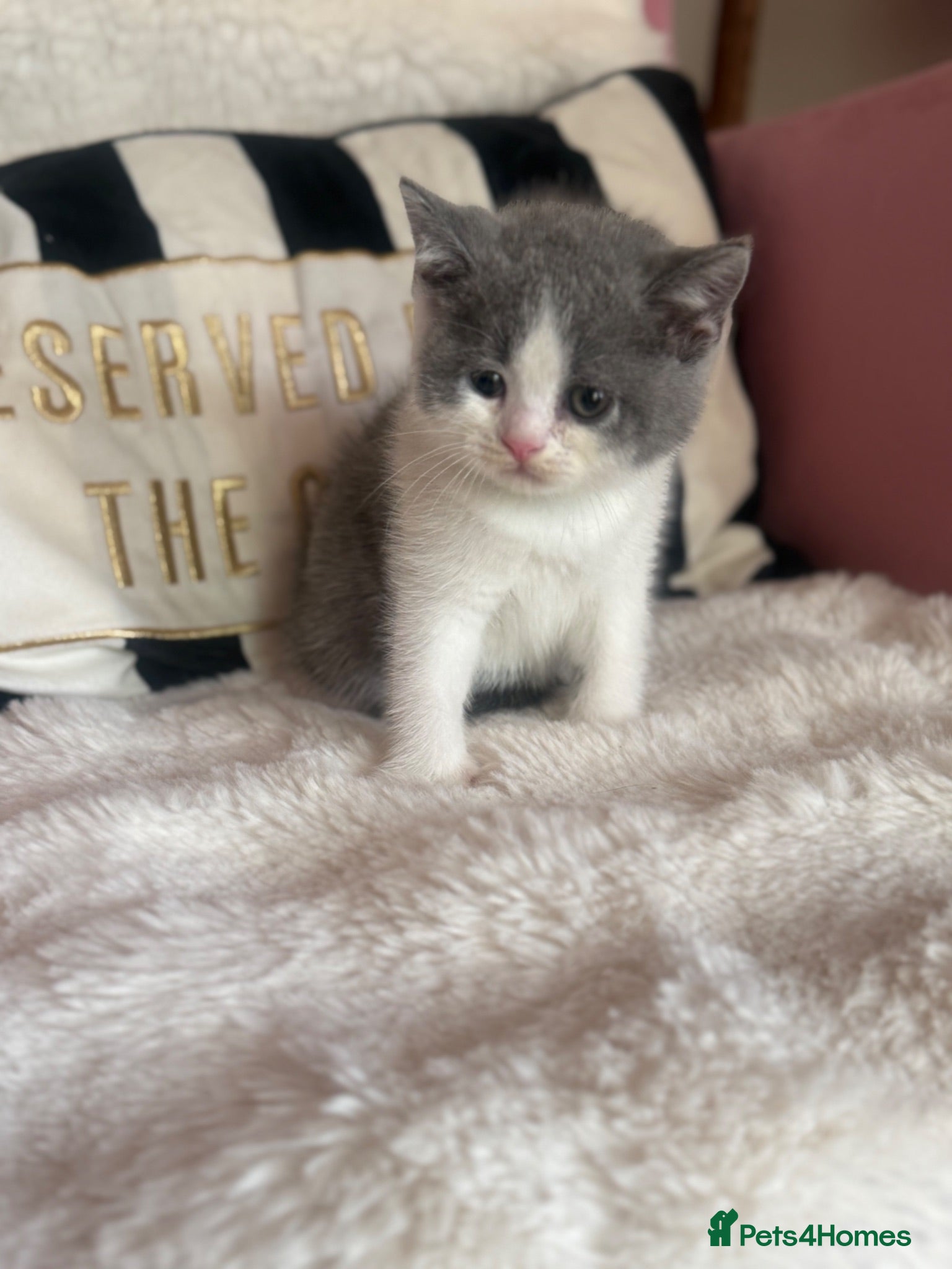 British Shorthair cats Summer sale🏆Champion British Shorthair kittens😻 - Advert 1