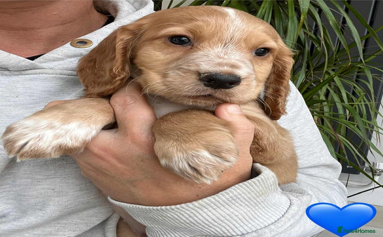 Cocker Spaniel dogs - Advert 4