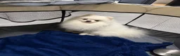 Pomeranian dogs for stud: Olaf white Pomeranian stud - Advert 7