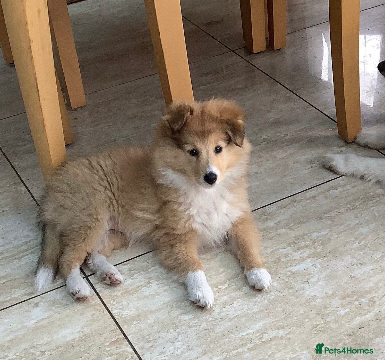kennel club shetland sheepdog puppies