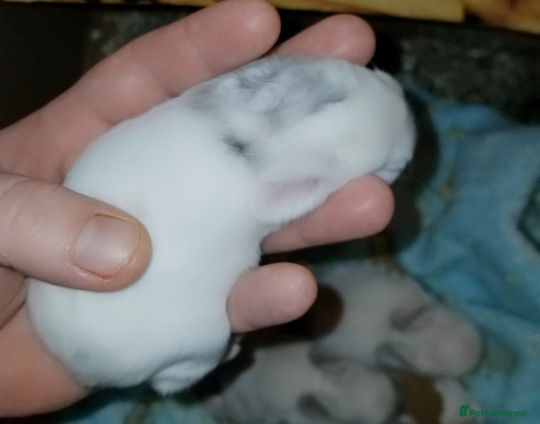 Mini Lion Lop rabbits for sale: Mini lop merl female rabbit  - Advert 7