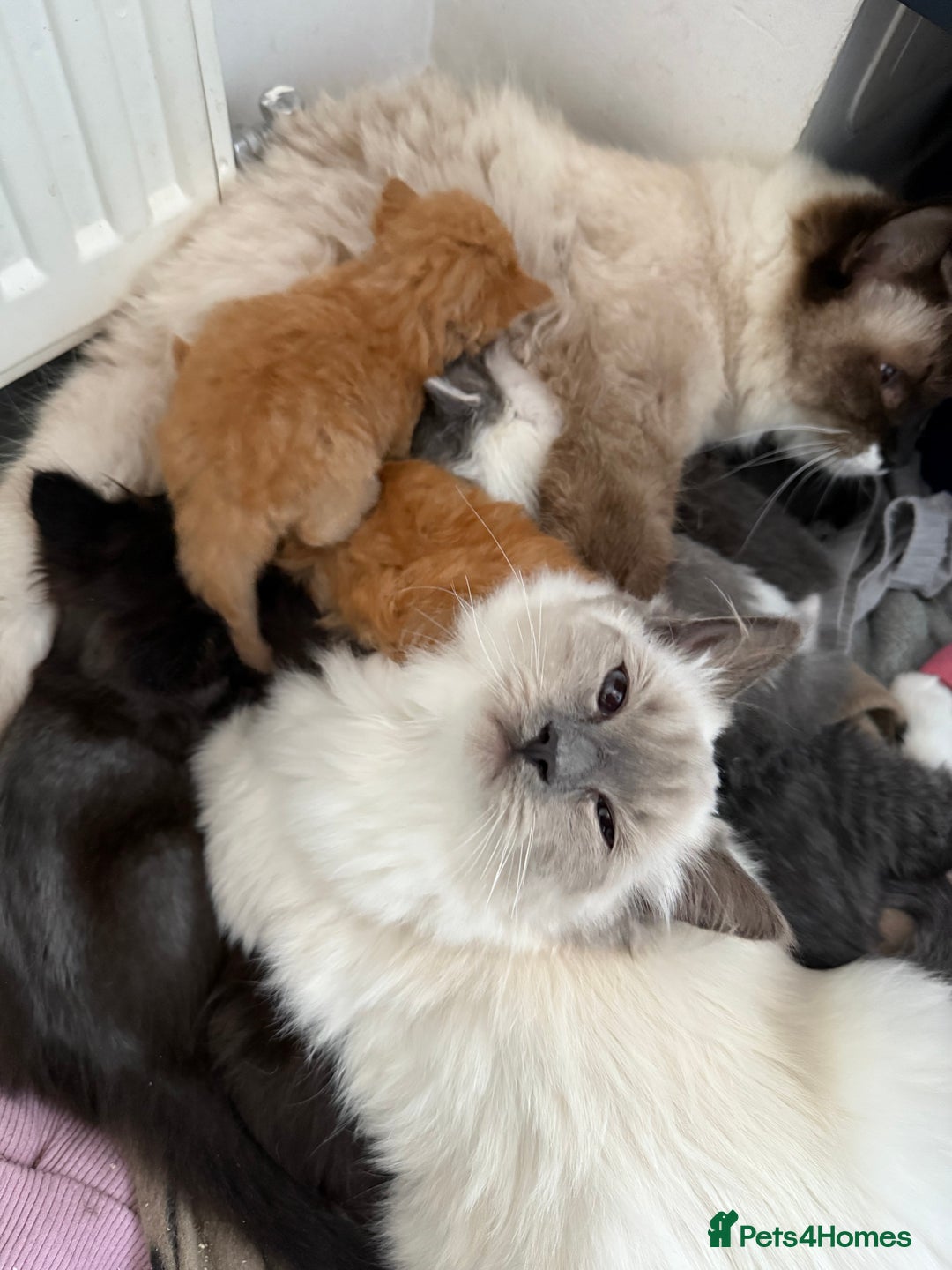 Ragdoll cats for sale: Ragdoll X Persian - Image 9