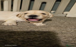 Golden Retriever dogs for sale: Beautiful chunky cream/golden retrievers  - Image 20