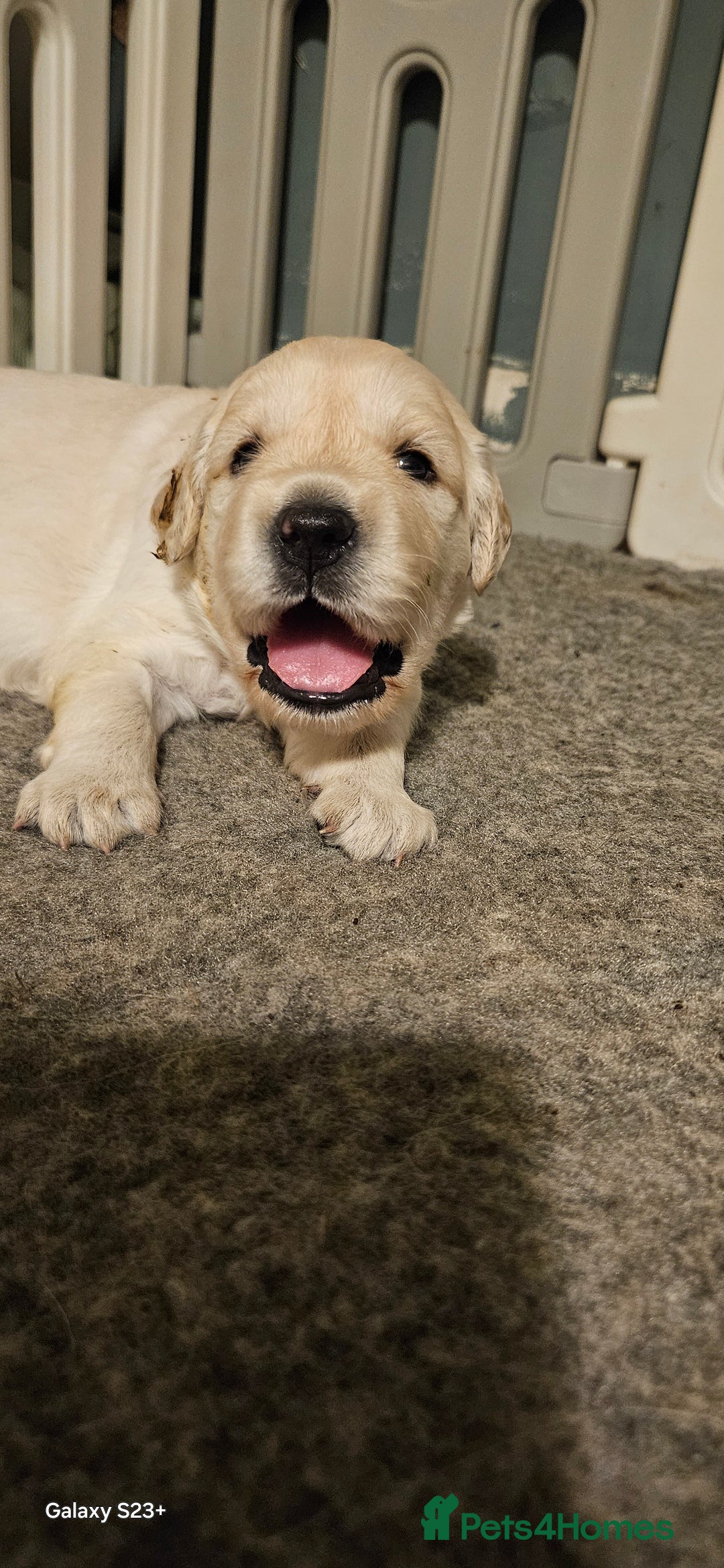 Golden Retriever dogs for sale: Beautiful chunky cream/golden retrievers  - Image 20