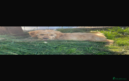 Mini Goldendoodle dogs for sale: F1 Goldendoodle puppies  - Image 12