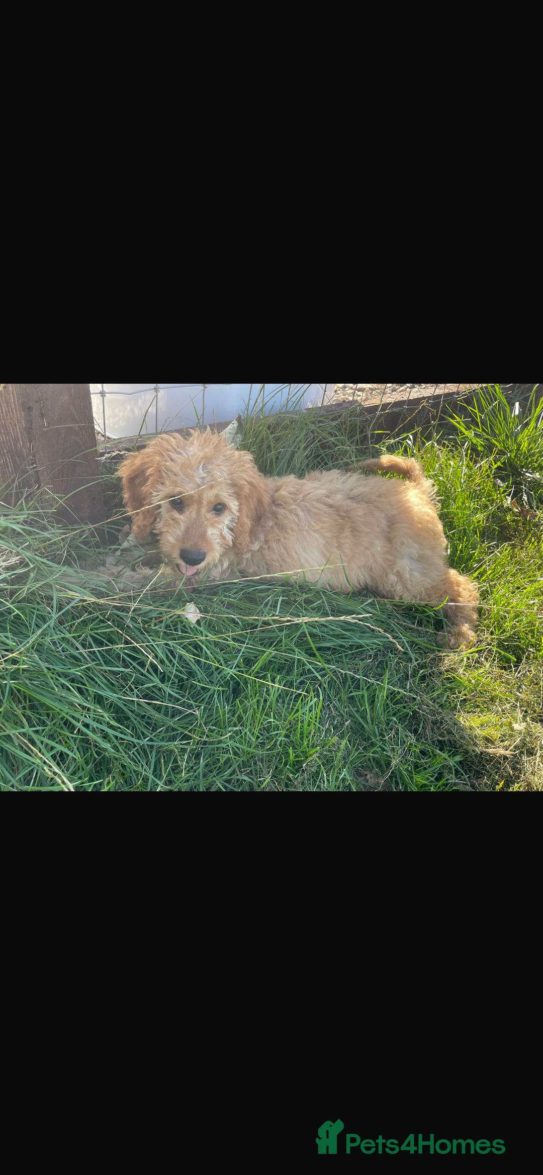 Mini Goldendoodle dogs for sale: F1 Goldendoodle puppies  - Image 12