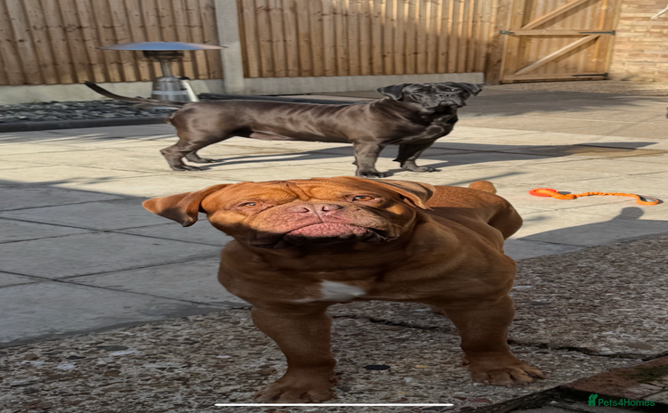Mixed Breed dogs - Advert 1