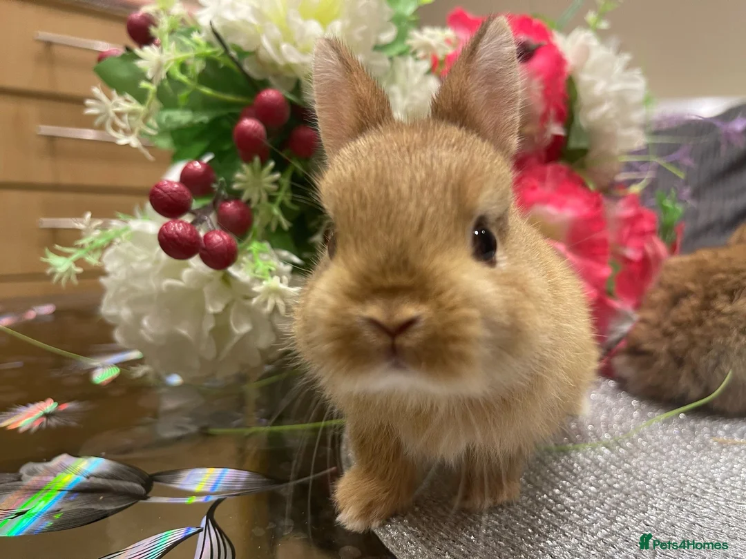 Netherland Dwarf rabbits for sale: Bunnies  in London - Advert 36