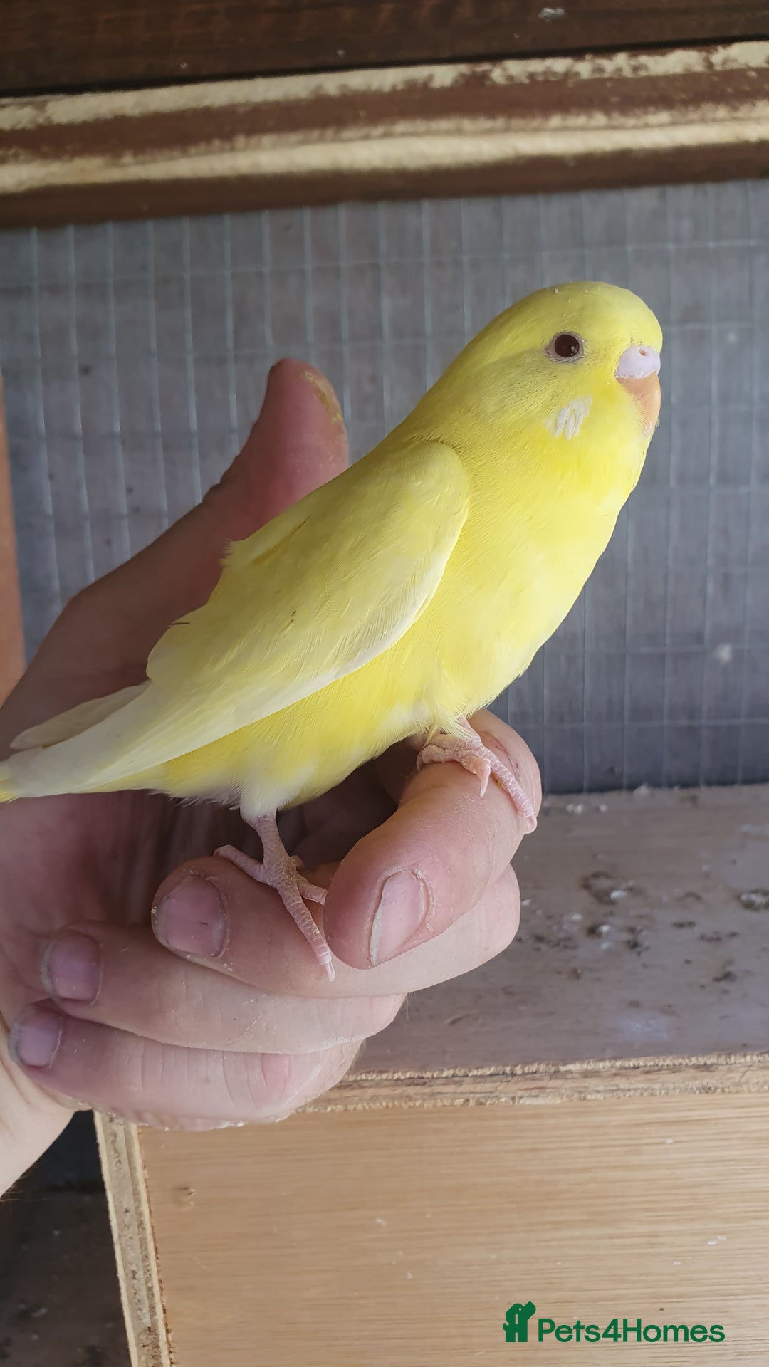 Budgerigars birds for sale: 2 lutino yellow budgies  - Image 6