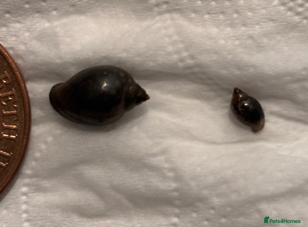 Snails invertebrates for sale: Snails  - Advert 5