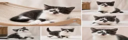 Mixed Breed cats for sale: 4 Kittens – Available 1st August | 3 Boys & 1 Girl in Melksham - Advert 2