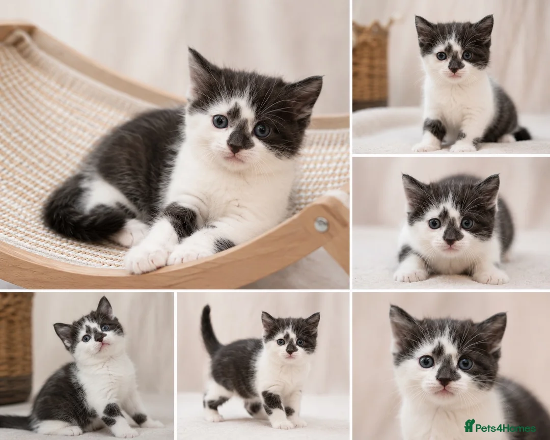Mixed Breed cats for sale: 4 Kittens – Available 1st August | 3 Boys & 1 Girl in Melksham - Advert 2