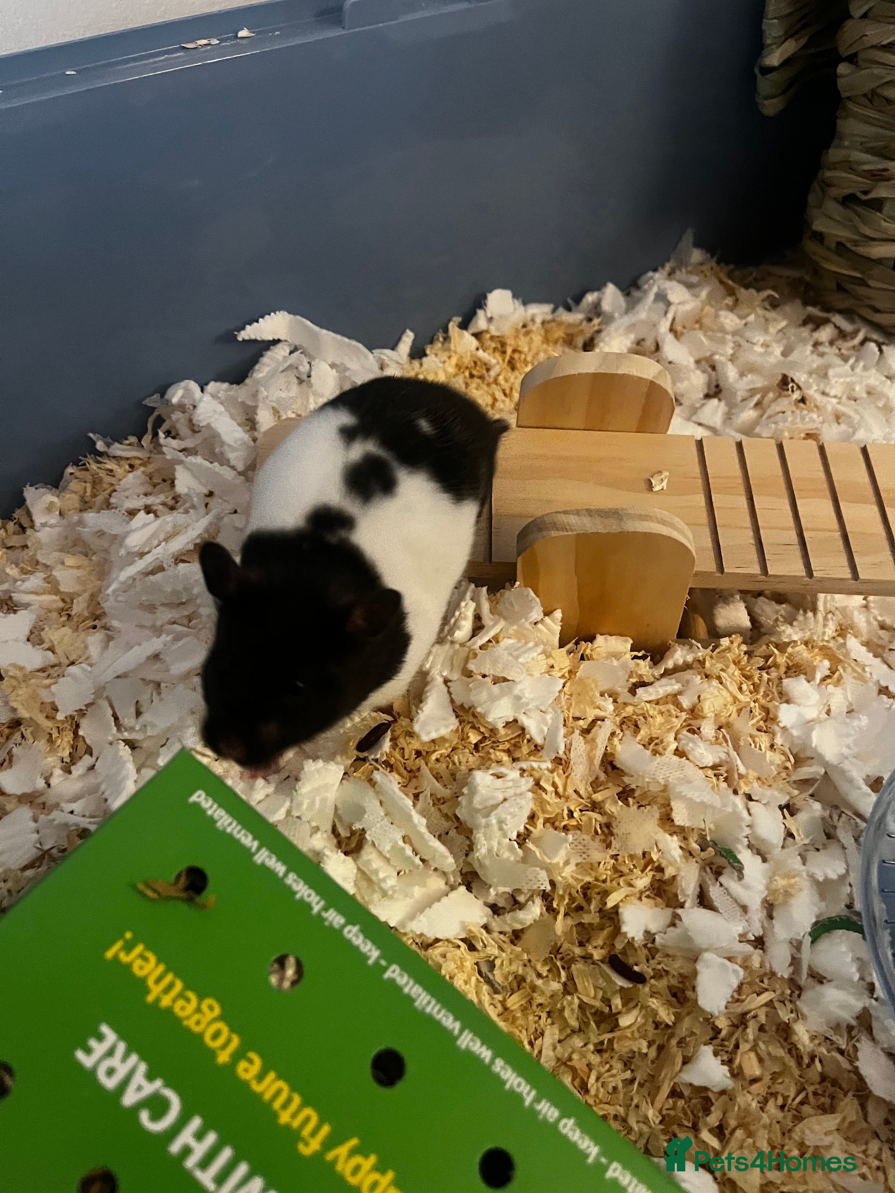 Hamster rodents Cute hamster needs forever home 🏠  - Advert 6