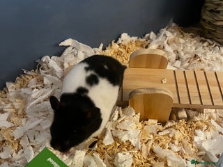 Hamster rodents Cute hamster needs forever home 🏠 - Advert 1