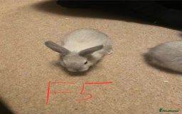 Mixed Breed rabbits for sale: Baby rabbits  - Image 11
