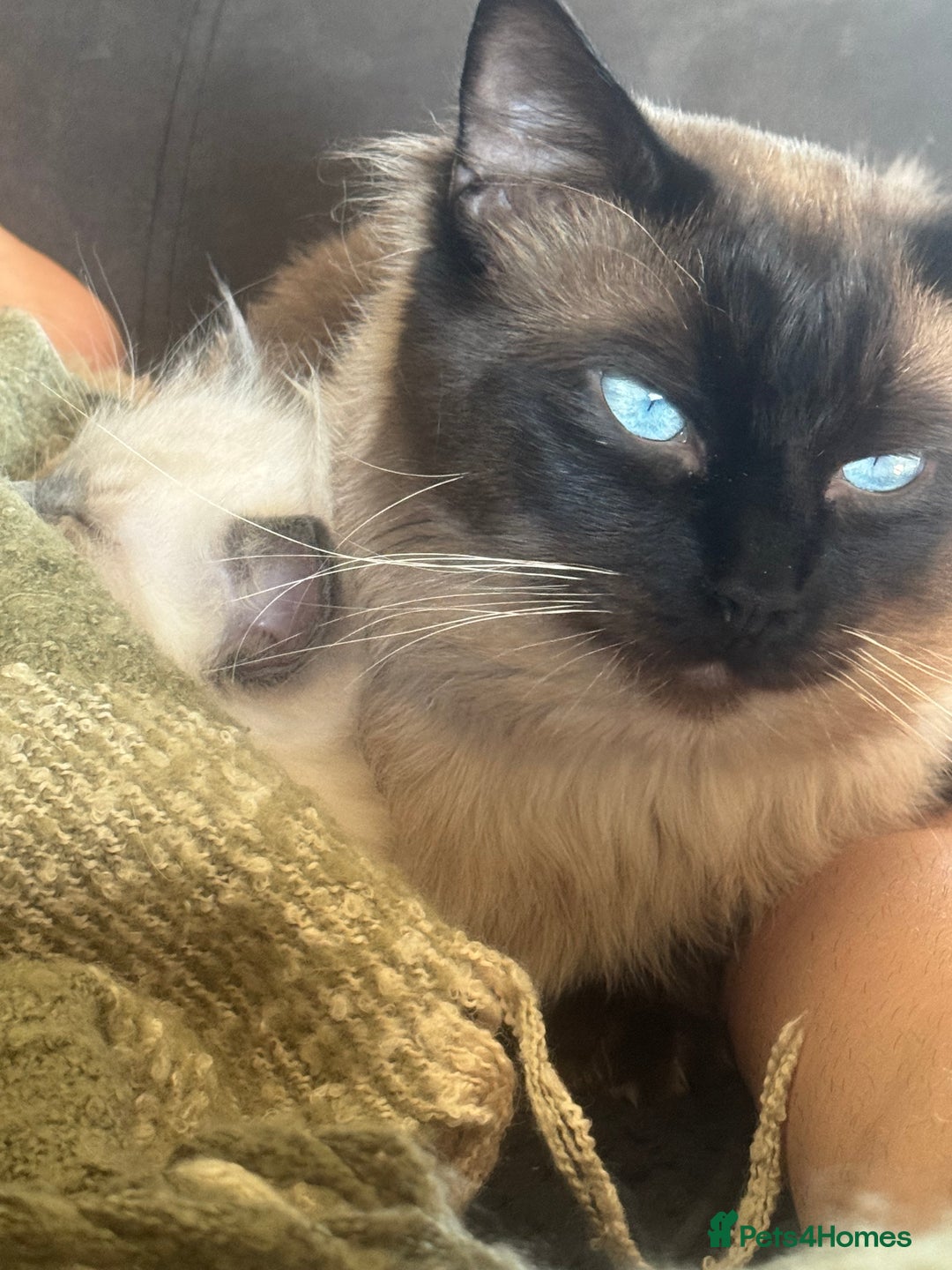 Ragdoll cats for sale: Ragdoll kittens blue mitted  - Image 8