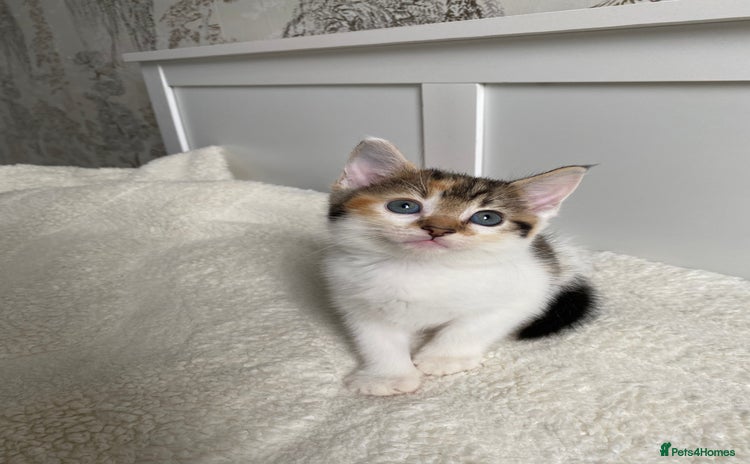 Domestic Shorthair cats - Advert 5