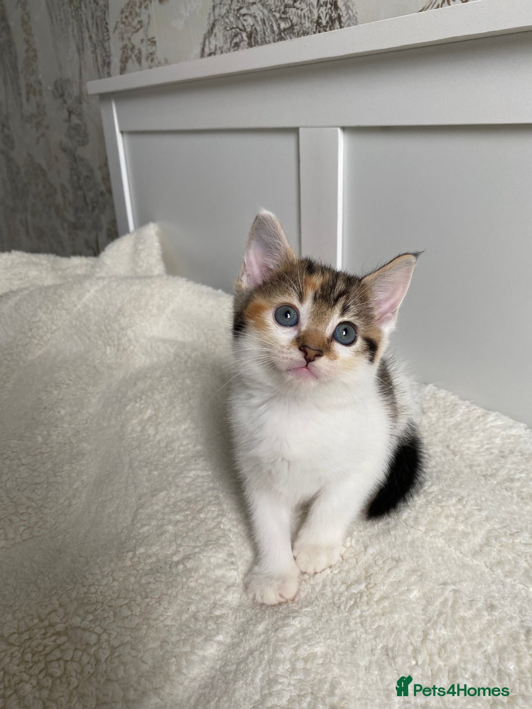 Domestic Shorthair cats for sale: Three Frank’s kittens - Image 3