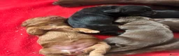 Sprocker dogs for sale: Beautiful littler of sprocker puppies  in Derby - Advert 12