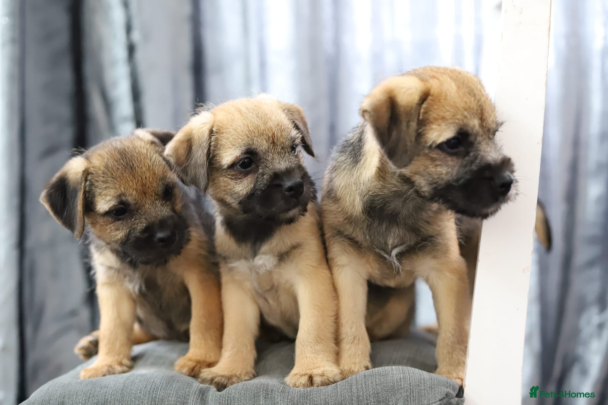 Border Terrier dogs Border terrier puppies for sale - Advert 7