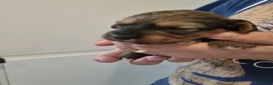 Cockapoo 9
