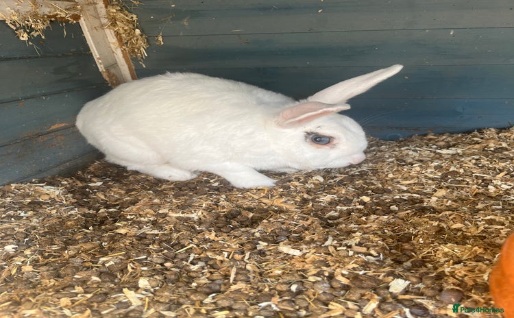 English Lop rabbits - Advert 7