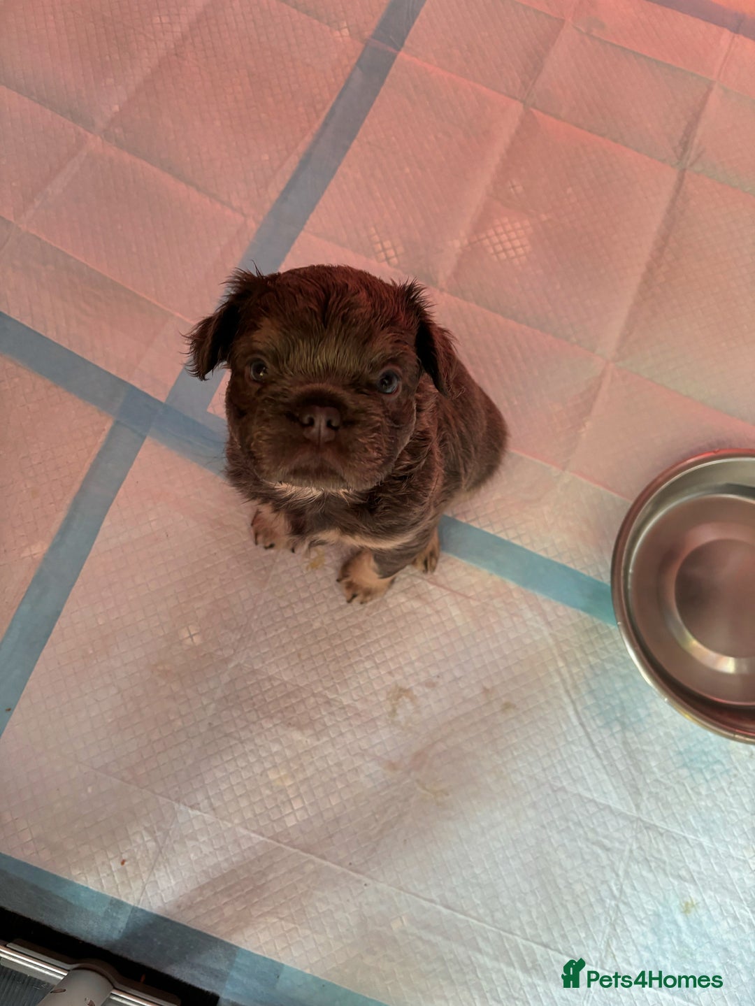 French Bulldog dogs for sale: Quality 5star🌟full visual fluffy French bulldogs  - Image 7