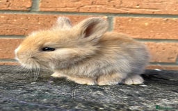 Angora rabbits for sale: English Angora  - Image 8