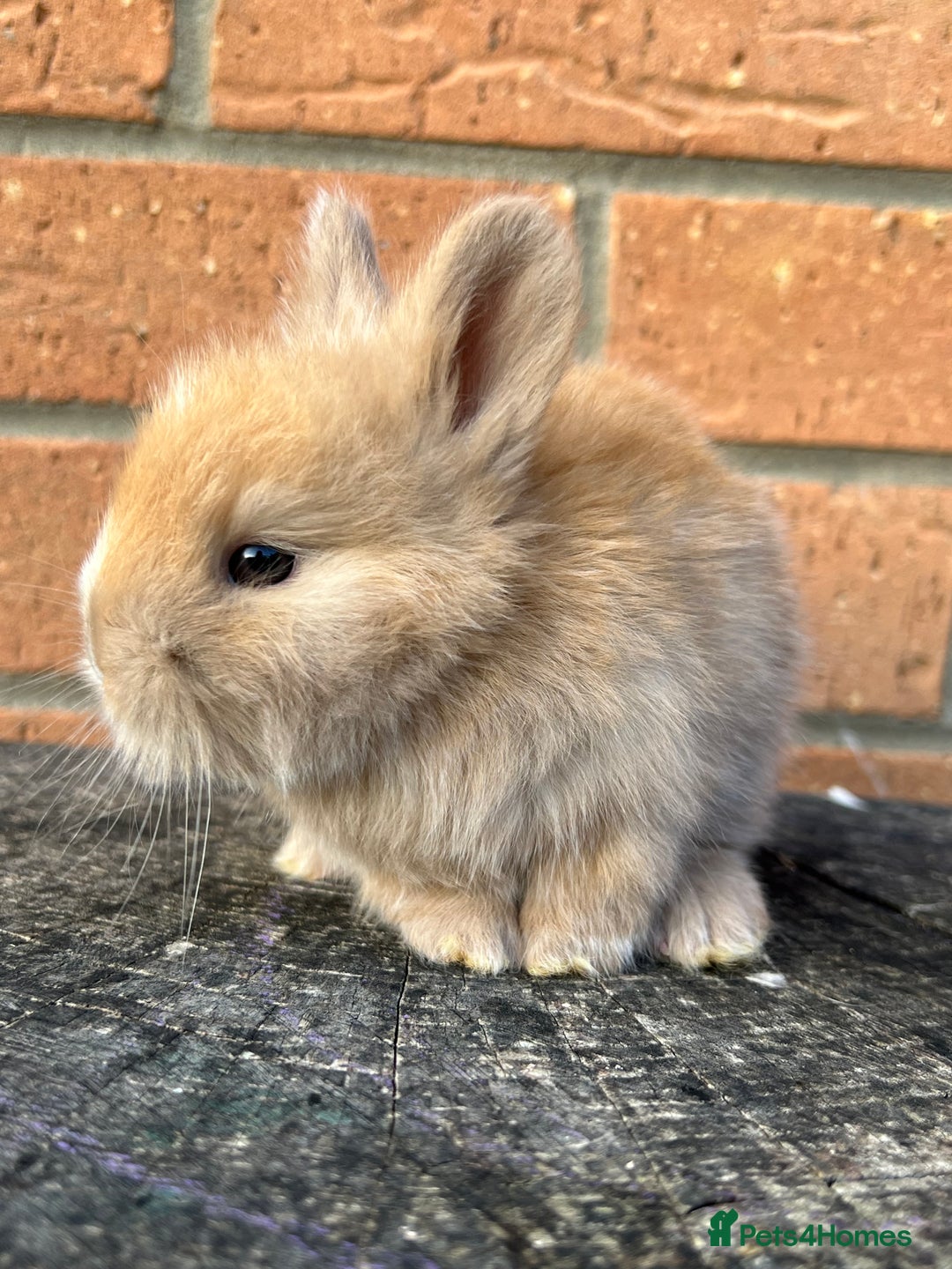 Angora rabbits for sale: English Angora  - Image 8