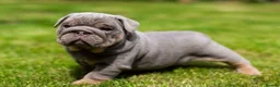 English Bulldog dogs for sale: English Bulldog Puppies  - Advert 3