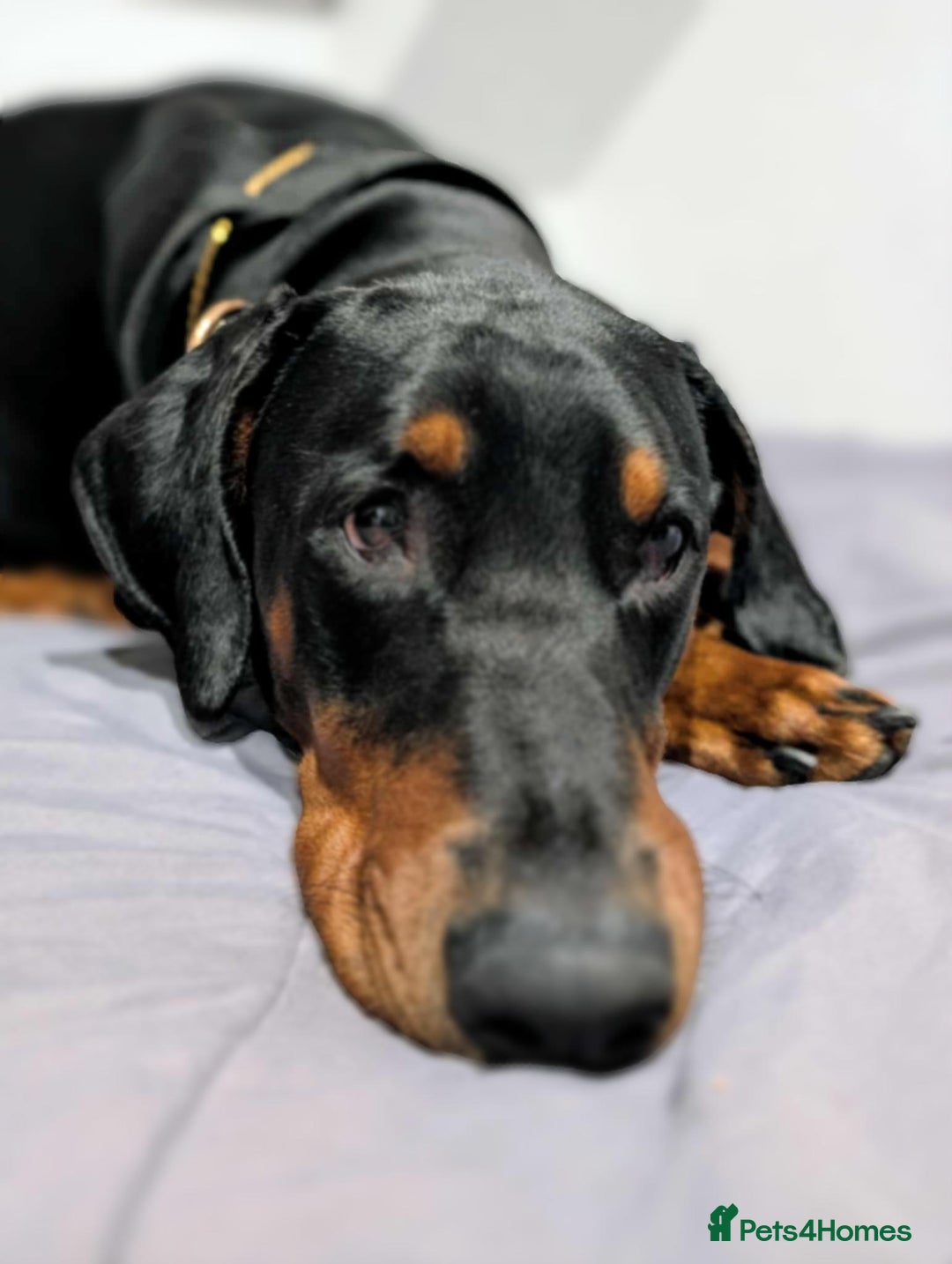 Dobermann dogs for sale: #ShadowdairDobermans #Pregnancy#DobermanLove - Image 12