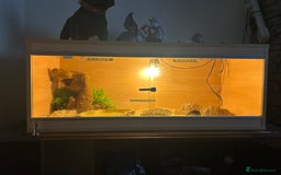 Corn Snake reptiles for sale: Corn snake for sale - Image 4