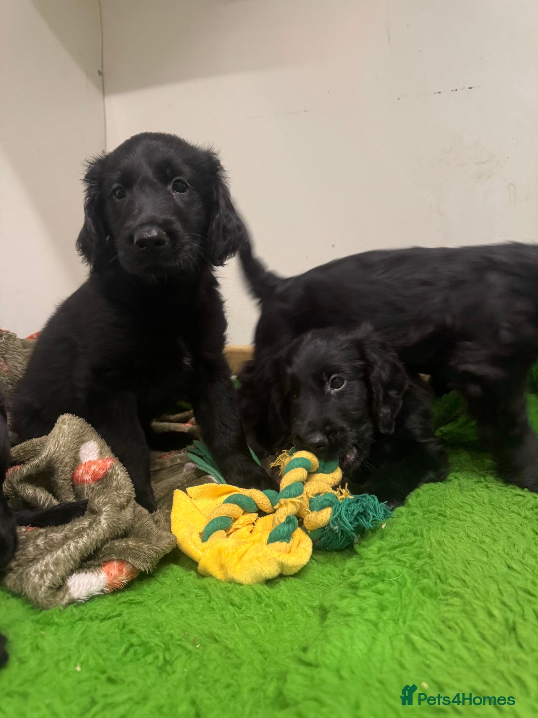 Flat coated Retriever dogs for sale: *2 Males* KC from working health tested parents - Image 6