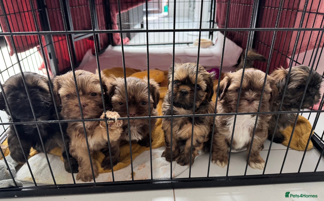 Shih Tzu dogs for sale: Shihtzu puppies for sale  - Image 1