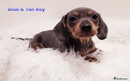 Miniature Dachshund dogs for sale: 5* Licensed, PRA CLEAR KC Mini Daxi's - Image 4
