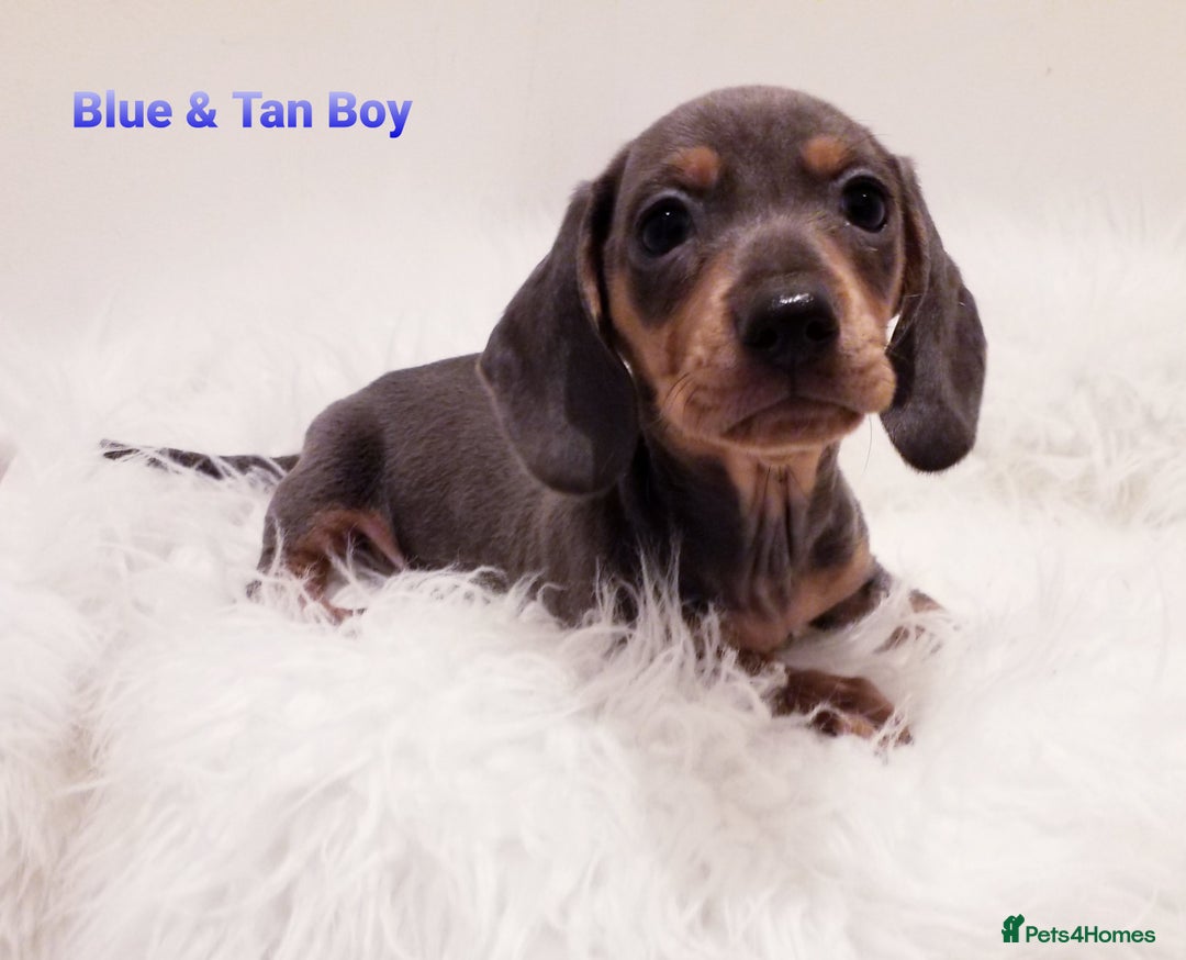 Miniature Dachshund dogs for sale: 5* Licensed, PRA CLEAR KC Mini Daxi's - Image 4
