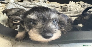 Miniature Schnauzer dogs - Advert 1