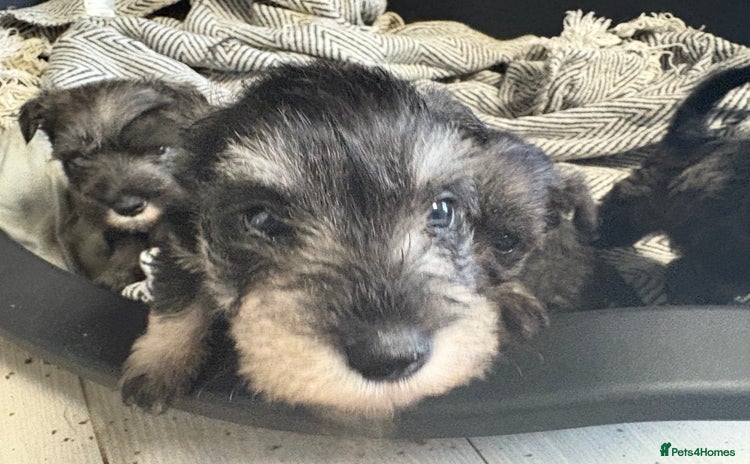 Miniature Schnauzer dogs - Advert 6