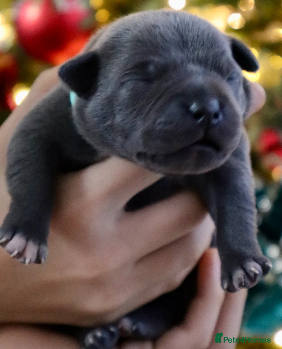Staffordshire Bull Terrier dogs for sale: Only 1 available ; Blue Staffordshire bullterrier - Advert 18