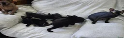 Mixed Breed cats for sale: Mixed sphinx kittens for sale  - Advert 23