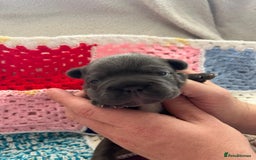 French Bulldog dogs for sale: ⭐️ KC Rope nose frenchies carrying fluffy ⭐️ - Image 9
