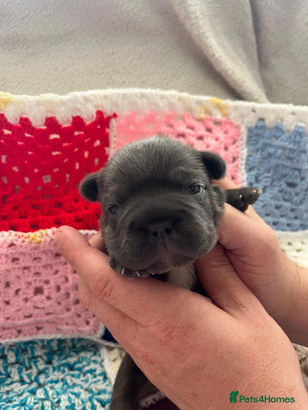 French Bulldog dogs for sale: ⭐️ KC Rope nose frenchies carrying fluffy ⭐️ - Image 9
